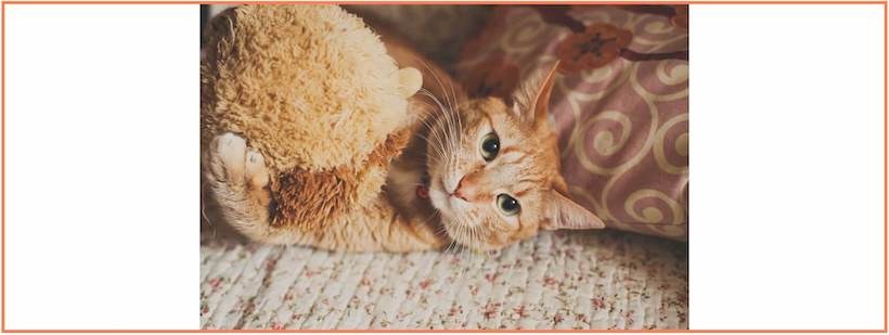 Котик Кекс лежит на кроватке, вокруг оранжевая рамка